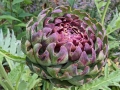 Artichoke