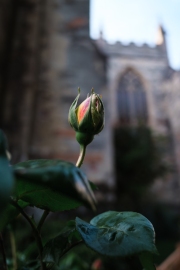 Rose in the Cathedral gardens
