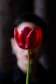 Tulip