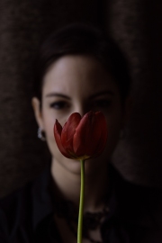 Tulip, dark