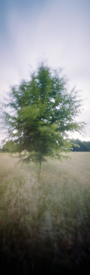 Tree in the wind, pinhole