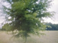 Tree in the wind, pinhole