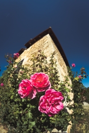 Roses