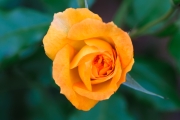 Orange rose