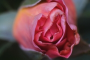 Rose close-up