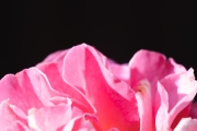 Rose detail