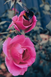 Roses and bee