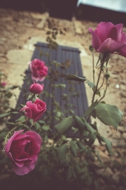 Roses and shutter