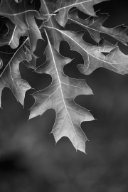 Oak leaf