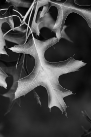 Oak leaf