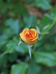 Opening rose