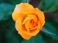 Orange rose