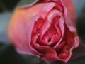 Rose close-up