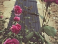 Roses and shutter