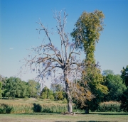 Dead tree