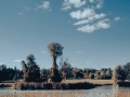 Lake and trees