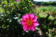 Dahlia