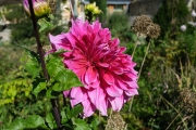 Dahlia