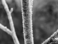 Hoar Frost