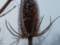 Frosty Teazle