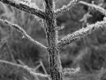 Hoar Frost