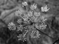 Frosty plant