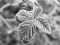 Frosty leaf