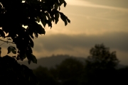 Silhouetted leaves early in the morning. Bala, Wales. 25/05/2008. Nikon D200 - 1/1250 sec @ f5.6, ISO 100 (0915_0019.jpg)