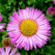 Aster