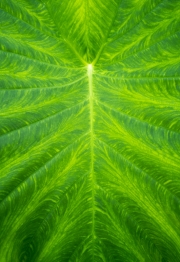 Leaf