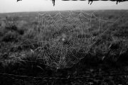 Web with dew