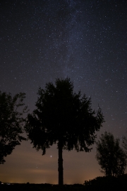 Milky Way and Tree