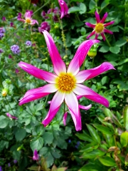 Flower at the Monet Gardens