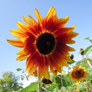 Sunflower at the Monet Gardens