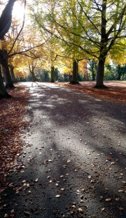 Autumn colours and shadows