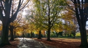 Autumn colours and shadows