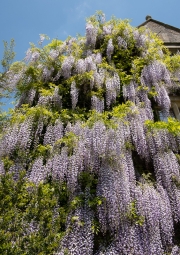 Wisteria at Abbey House Gardens