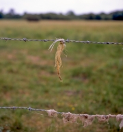 Barbed wire fence