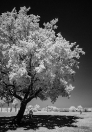 Tree and shadow in infra-red