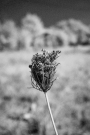 Dry flower in infra-red