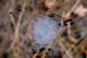 3d web with dew