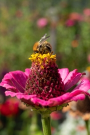 Bee