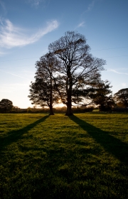 Evening tree shadow