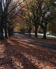 Autumn colours