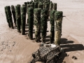 Groyne and lobster pot