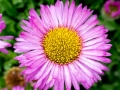 Aster