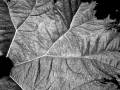 Gunnerea Leaf