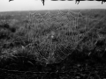 Web with dew