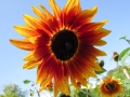 Sunflower at the Monet Gardens