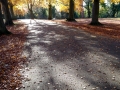 Autumn colours and shadows